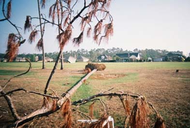 Hurricane Katrina Research on Damage to Trees