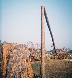 Hurricane Katrina Tree Broken Tree Twisted