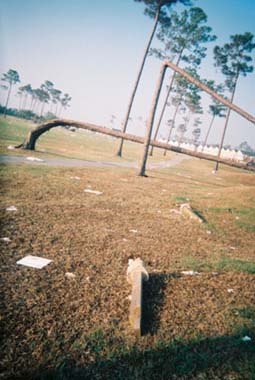 Hurricane Katrina Bent Tree