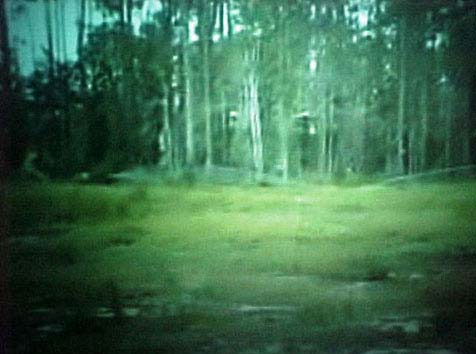 Hurricane Katrina Tree Study