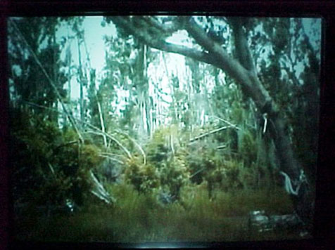 Hurricane Katrina Bent Trees in Woods