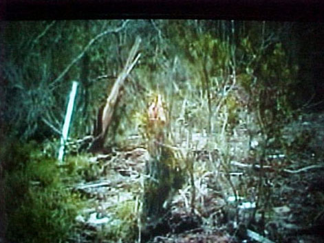 Splintered Trees