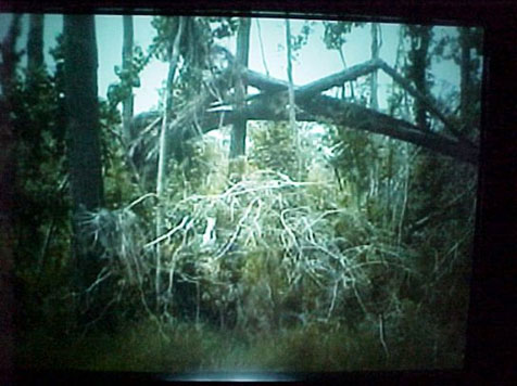Hurricane Katrina Trees Twisted