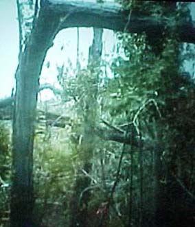 Broken Tree