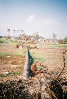 Tree Fallen from Hurricane